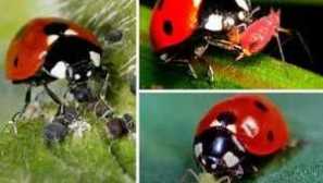 Beetle калинка видове насекоми, местообитания, описание